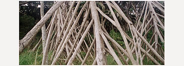 Pandanus tree roots.